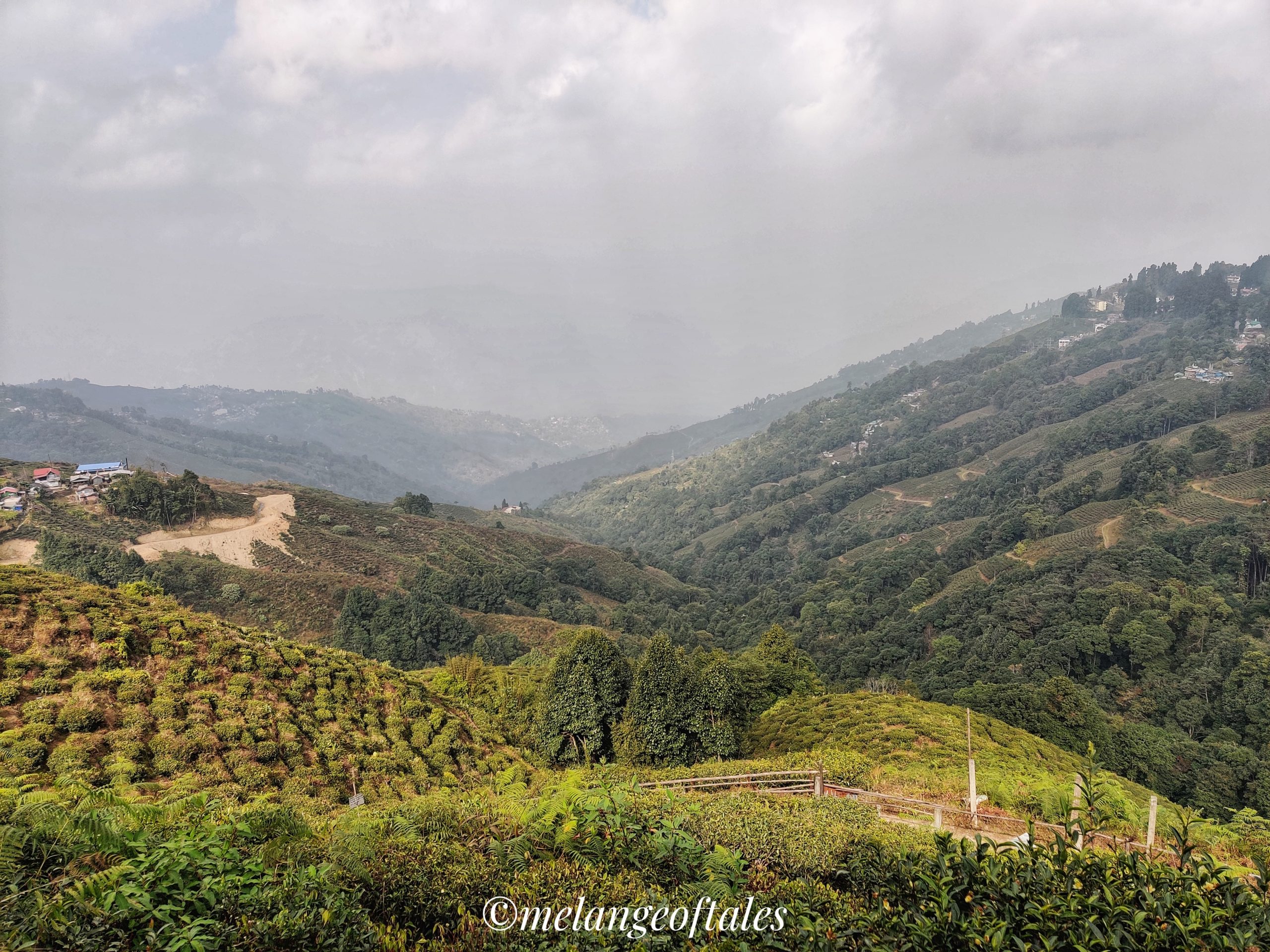 Darjeeling tea garden