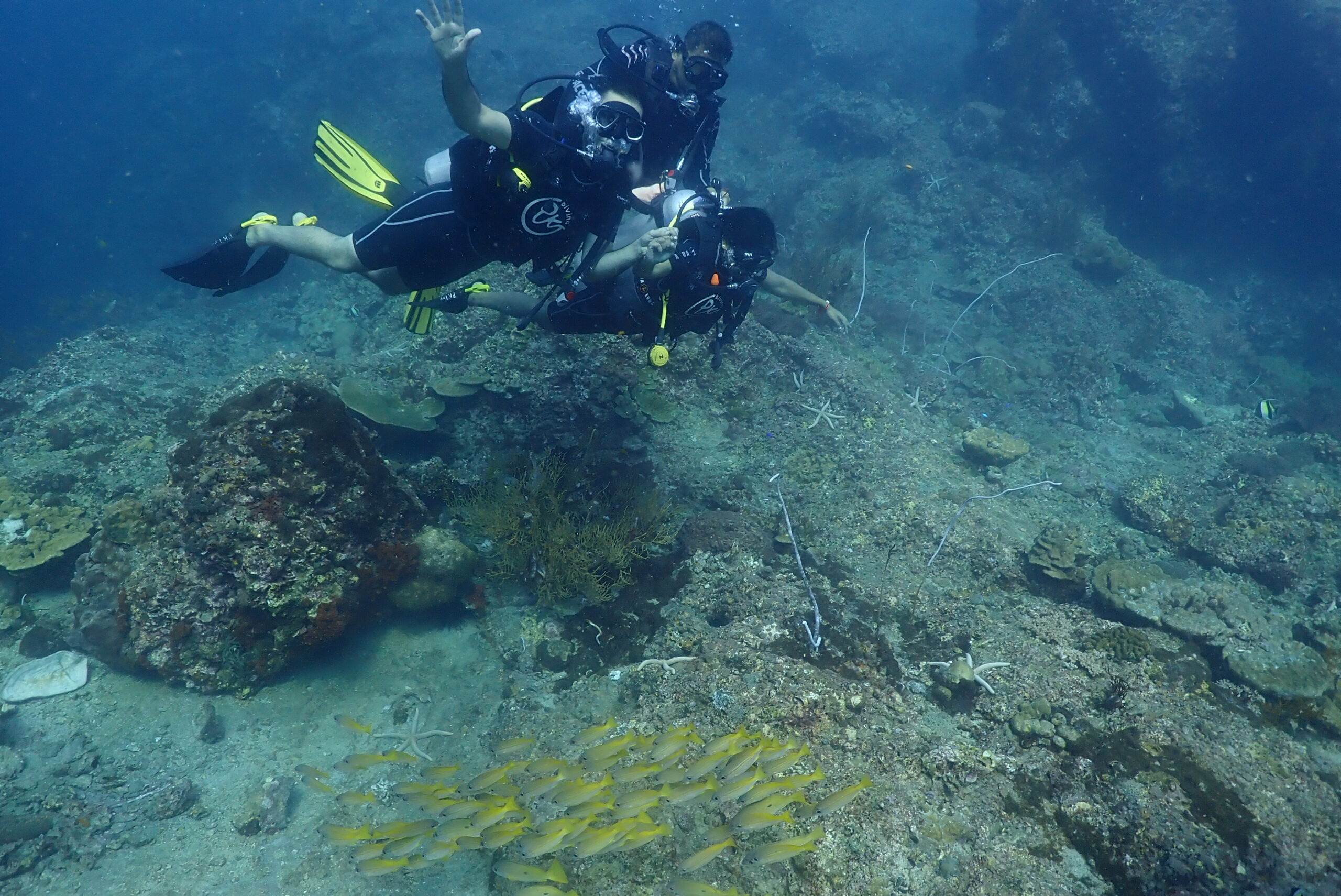 firstDivefishes