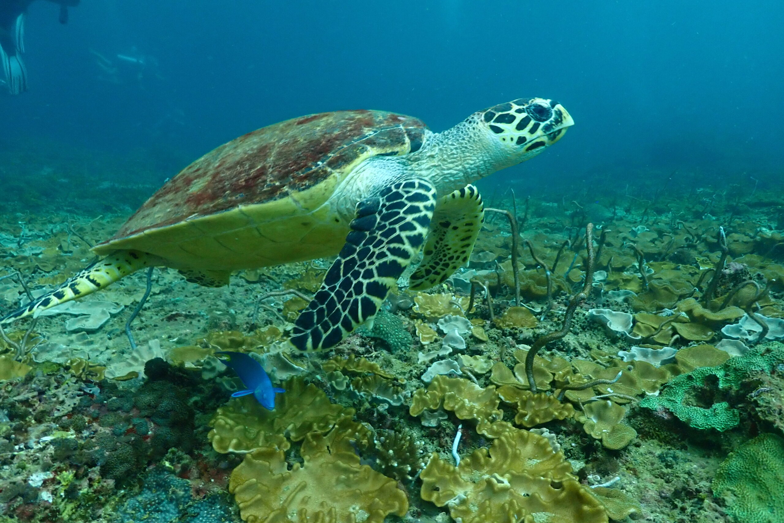 tortoisephiphi