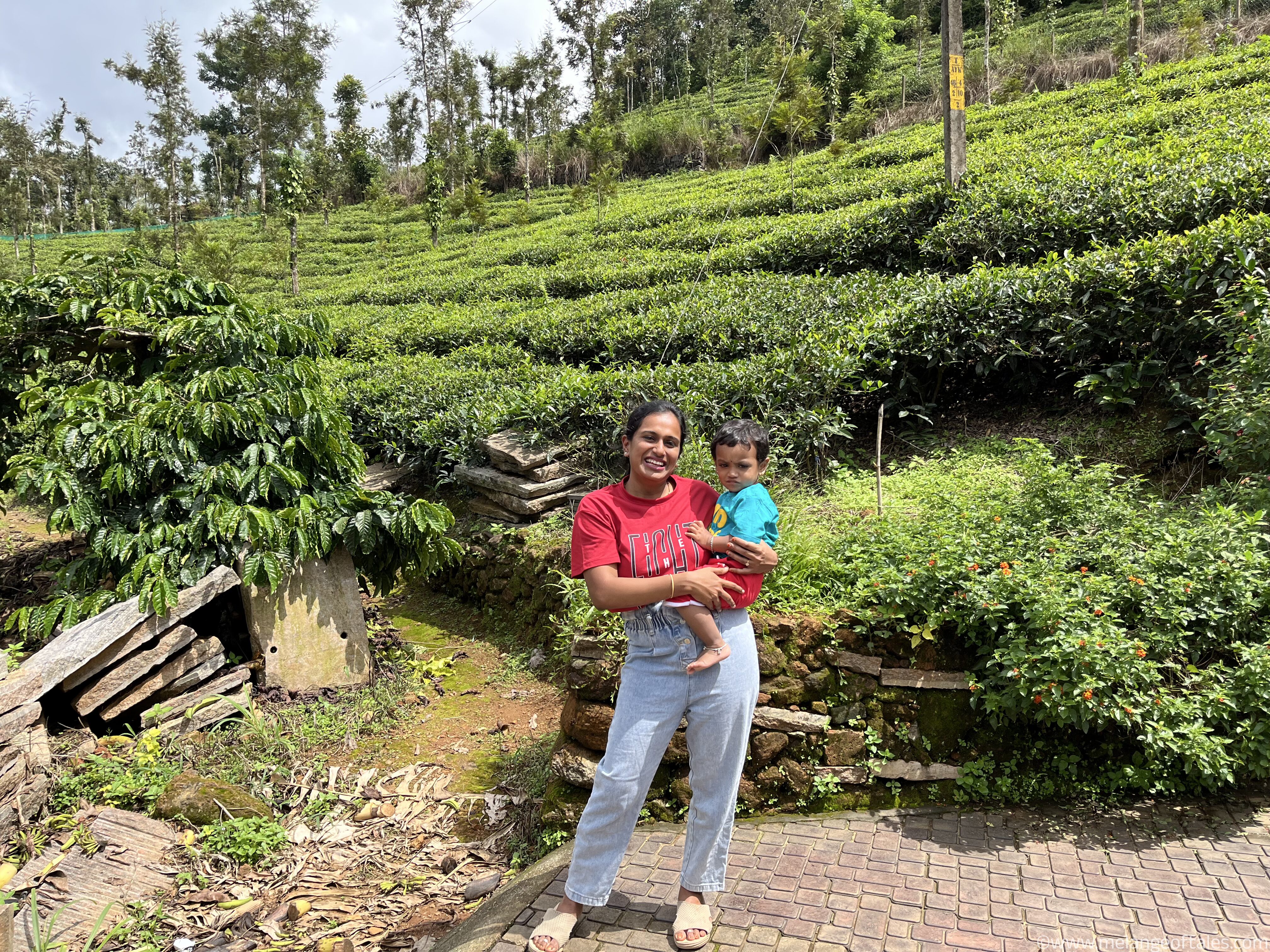 EstateViewWayanad