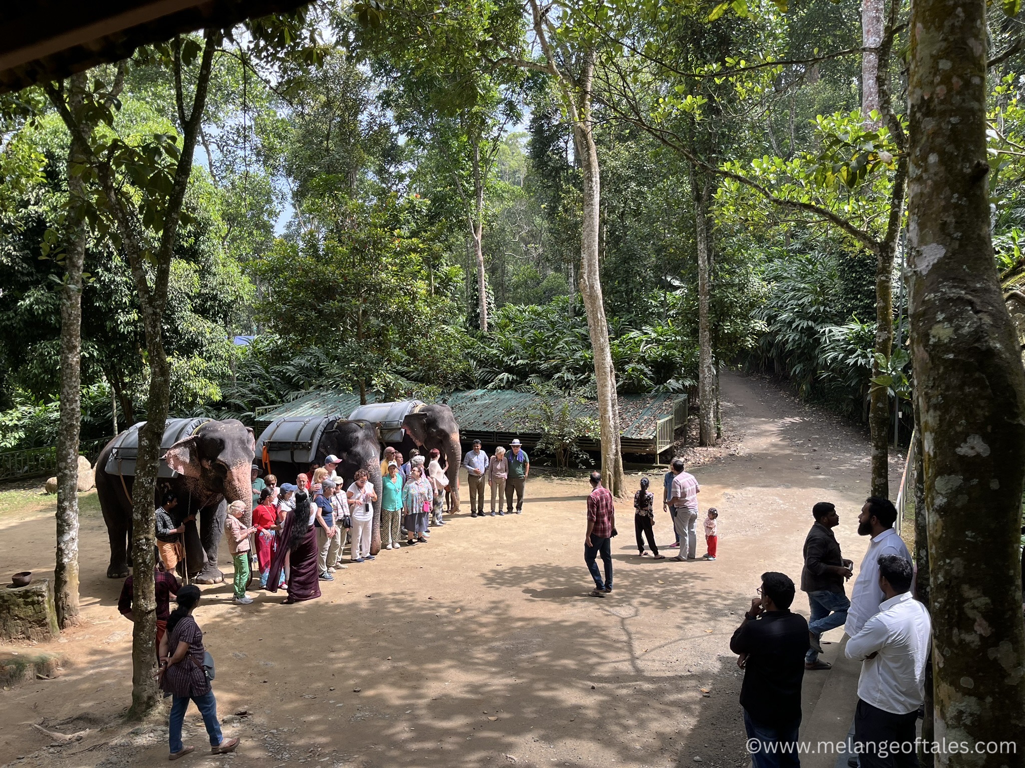 ThekkadyElephantJunction